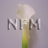 mini calla lilies crystal blush
